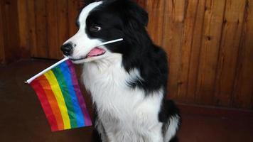 rolig söt valp hund gräns collie innehav HBTQ regnbåge flagga i mun på vit bakgrund på Hem inomhus. hund Gay stolthet porträtt. likvärdig rättigheter för lgbtq gemenskap begrepp foto