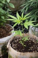 inomhus- cannabis kommersiell växande operationer med växthus, hög kvalitet ört växande Utrustning. hampa vuxen för Rättslig rekreations foto