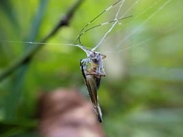 gräshoppa instängd i spindelnät i buske, makro fotografi foto