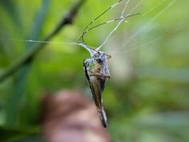 gräshoppa instängd i spindelnät i buske, makro fotografi foto