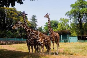 giraff i djurparken foto