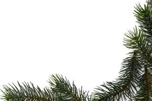 jul träd grenar. de begrepp av de ny år, jul, natur. baner. platt lägga, topp se på vit bakgrund foto