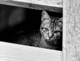 katt ledsen deprimerad djur- Asien kattungar katt på fönster ser utanför väntar för de ägare foto