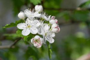 de blommor av de persilja hagtorn träd är små men invecklad. foto