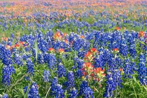 närbild av bluebonnets och indisk penslar under vår i texas. foto