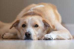 en älskad hund avkopplande på de golv i hans Hem medan förvaring en vaksam öga på de kamera. foto