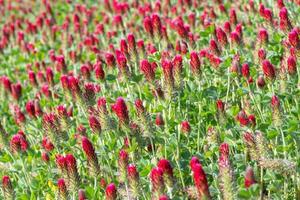 en fält av blomning djupröd klöver. foto