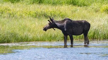 en älg pausar till blick på dess miljö medan den matar i en damm i stor teton nationell parkera, wyoming. foto