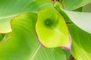 närbild av en calla lilja blad öppning, de ljus röd kant en kontrast mot de ljus grön runt om Det. foto