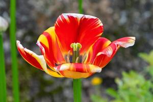 en röd och gul tulpan blommar in de trädgård. foto