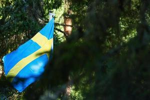 Sverige flagga i skog mellan gran träd. skandinavien semester Land. grön natur foto