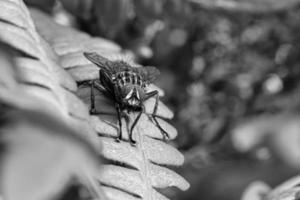 kött flyga fotograferad i svart och vit, på en grön blad med ljus och skugga foto