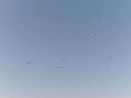 flock av seagulls tar av de flyg foto