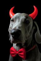 weimaraner hund med röd horn foto