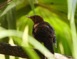 koltrast turdus merula foto