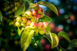 röd sentinal krabba äpple malus sylvestris i de gammal Land Nästa till hamburg foto