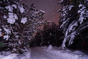 vinter- natt landskap natur skog foto