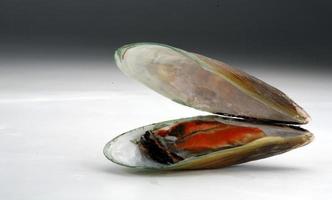 thai skaldjur mussla foto