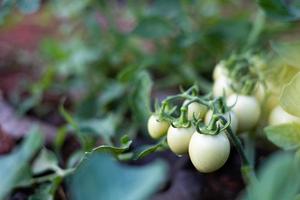 färsk tomater från de träd vegetabiliska trädgård foto