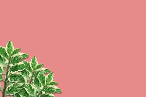grön löv mönster av röd fågel kaktus eller toffel-blomma, jude-buske, isolerad på rosa bakgrund, platt lägga, papper kort foto