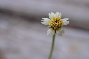 en närbild skott av en gräs blomma med en regndroppe, en närbild skott av en gräs blomma på en distans ger ut de detaljer. foto