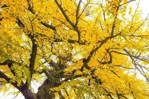 gingko biloba löv gul av gren träd i höst foto