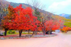 suddig, vacker höst landskap med färgrik träd i de parkera. löv på naturlig bakgrund foto