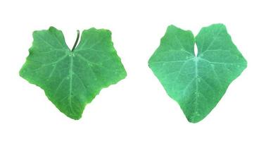 isolerat coccinia grandis blad med klippning stigar. foto