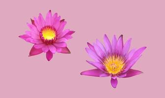 isolerat rosa lotus eller näckros blomma med klippning stigar. foto