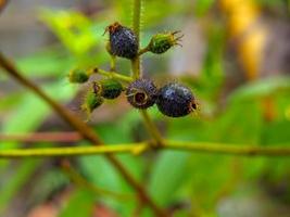 makro Foto av de frukt av de clidemi hirta växt