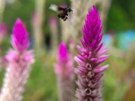 en plebejisk bi flugor och landar på en boroco spenat blomma foto