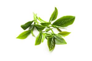 grön te blad isolerat på vit bakgrund, färsk te löv på en vit bakgrund foto