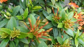 soka blomma släkte ixora trädgård blomma foto