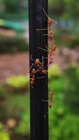 röd myra i trädgården foto
