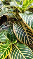 aphelandra squarrosa eller zebra växt är en växt arter i de familj acanthaceae, som kommer från de vegetation av de brasiliansk atlanten skog. foto