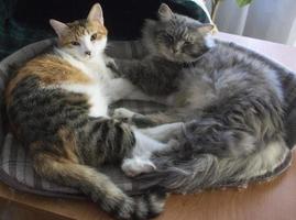 silver- och tricolor katter, mamma och dotter djur- kärlek katt sovande med henne dotter foto