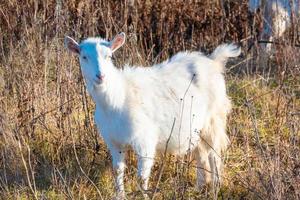 get äter vissnade gräs, boskap på en bete. vit get. nötkreatur på en by odla. nötkreatur på en by odla. foto