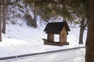 chickadee äter solros frön i de matare i vinter- foto