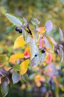 ljus höst bakgrund löv och frukt av aronia buske foto