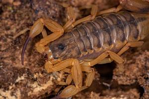 vuxen kvinnlig brasiliansk gul skorpion foto