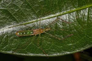 assassin bug nymf foto