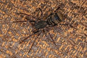 myr efterlikna sac spider foto