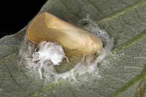 vuxen planthopper insekt foto