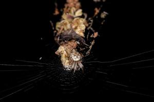 liten papperskorgen orbweaver spindel foto