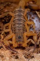 vuxen kvinnlig brasiliansk gul skorpion foto