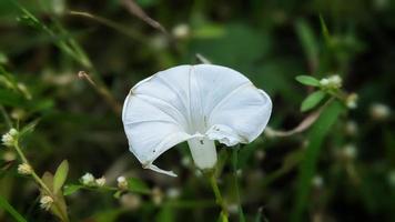 vackra blommor i trädgården foto