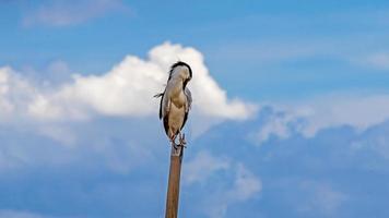 nycticorax nycticorax uppflugen på en träd stubbe i de flod foto