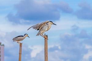 nycticorax nycticorax uppflugen på en träd stubbe i de flod foto