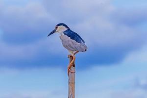 nycticorax nycticorax uppflugen på en träd stubbe i de flod foto