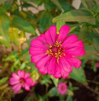 rosa blommor med gröna blad foto